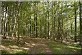 Woodland above Craigton