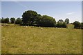 Field off Caynham Road