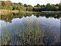 The lake in Silica Lodge Nature Reserve