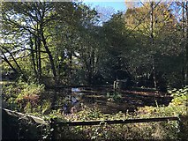 TQ0018 : Pond at Hesworth Grange by Chris Thomas-Atkin