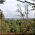 View from Kinver Edge in Staffordshire