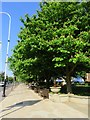 Horse chestnut trees on Lord Street