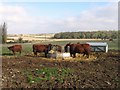 Cattle in a field