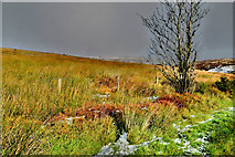 H5077 : A very light dusting of snow at Faccary by Kenneth  Allen