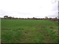 Grazing north of Hugh Barn Lane