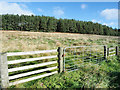 Coniferous plantation at Tod Law