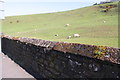 Sheep pasture on east side of A595