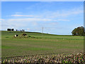 Over the hedge on Harston Hill