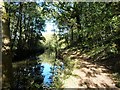 Dappled light along the Chesterfield Canal