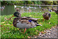 Chesterfield : Chesterfield Canal