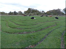 SU4827 : Cows on the labyrinth of St Catherine's Hill by Rob Purvis