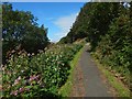 Path leading up to Brucehill