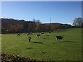 NT1367 : Calves on Haggs Farm by Alan Reid