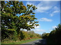 Oak tree alongside the B4521, east of Cherrytree Farm