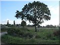 Tree and feeder at a road junction