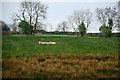 Sheep in a field, Eskermore