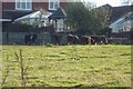 Shetland Ponies at Leominster