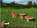 Fly Agaric