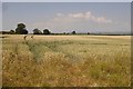 Wheatfield, Hordley