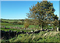 Farmland View Near Sutton-in-Craven