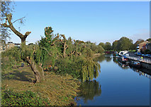TL4659 : Chesterton: pollarded willows by the Cam by John Sutton