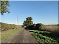 Driveway to Old Farm, Illington