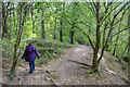 Brimington : Woodland Path