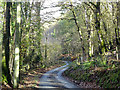 Lane through Cwm Ffrydlan