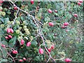 Rose hips in the hedgerow on Carrive Road