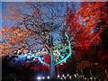 Illuminated tree in the Botanical Gardens