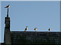 A seagull sermon?