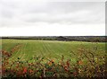 Harvested hay field between Carrive Road and the Irish Border