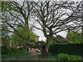 Hornbeam, Quarry Park, Shrewsbury