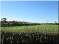 Over  hedge  and  fields  to  Sewage  Works