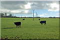 Cattle Field Near Craigrethill