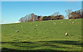 Sheep Field Near Craigrethill