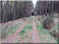 Forest track on Braco Hill