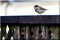 House sparrow on a wall, Arvalee