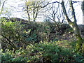 Overgrown rock face, Thurston Clough