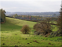 SO8681 : Worcestershire pasture east of Caunsall by Roger  D Kidd