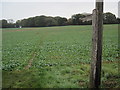 Footpath from Stakes Farm towards Ashton