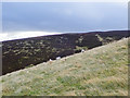 NO1663 : Contrasting slopes of Mount Blair's northern ridges by Trevor Littlewood