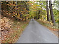 Wooded minor road beside the Brae of Tamnaughty