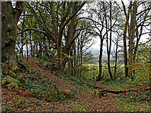 SO8681 : Woodland in the Fairy Glen near Caunsall, Worcestershire by Roger  D Kidd