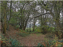 SO8681 : Worcestershire woodland east of Caunsall by Roger  D Kidd