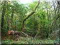 Fallen tree, Coed y Cerrig