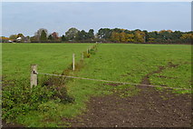 SU1502 : Fields at Brixey's Farm by David Martin