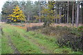 View into forestry plantation, North Ripley