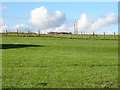 Grazing near Spring Head Farm