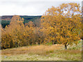 Birch trees on west side of minor road